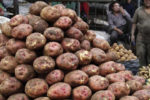 Peru and Bolivia join forces to improve the productivity of small potato producers