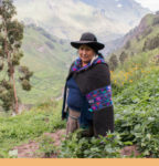 Aumento de los beneficios para los agricultores con variedades mejoradas de papa en Perú