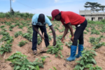 Finding a lucrative spot in sweetpotato farming – Farmer highlights its profitability