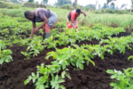 How to fertilise a potato crop: An African experience