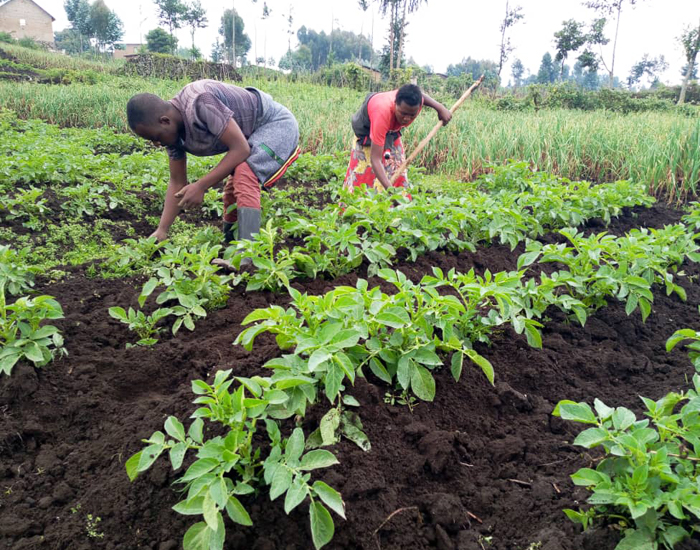 AKILIMO digital platform improves potato yields in Rwanda ...