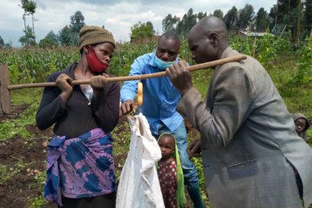 AKILIMO digital platform improves potato yields in Rwanda