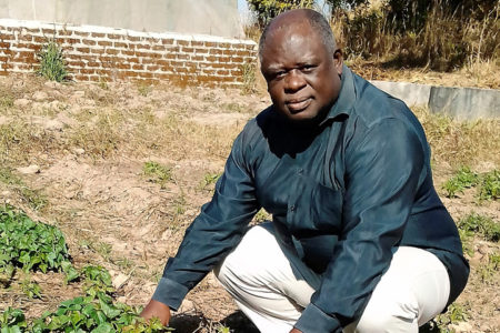 Breeding nutritious sweetpotatoes in Zambia