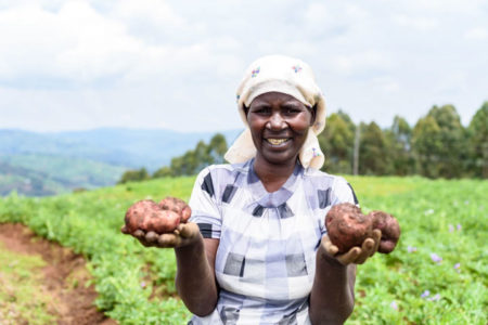 Defeating potato late blight with farmers’ help in Uganda