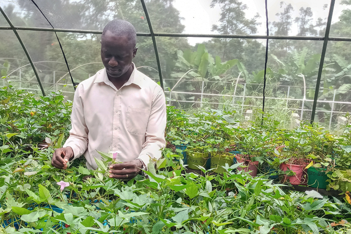 Improving Sweetpotatoes For Larger Markets In Uganda – International 