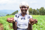 A blight-resistant gmo potato variety help farmers in Uganda to defeat late blight and change their fortunes