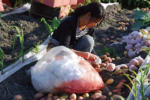 CIP: Improved, climate-smart potato varieties in Asia help deliver benefits to 10 million people