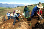 Agricultura familiar andina requiere más apoyo de políticas públicas