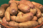 Researchers hope new variety will help potatoes thrive long into future