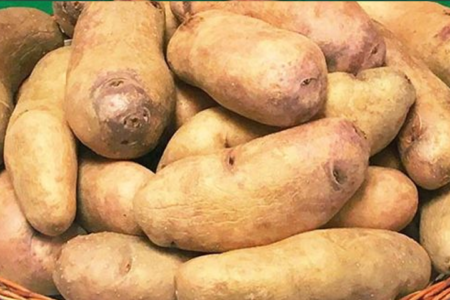 Wiñay, the ‘Fresh’ Potato Variety Resistant to Frost