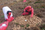 The future of food is wild – A new potato variety called CIP-Matilde is the latest example of using the wild relatives of crops to adapt our agriculture to new threats