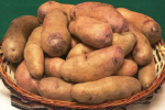 Scientists working on frost-resistant potatoes in Peru