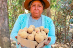 Agricultores peruanos desarrollan una papa resistente al cambio climático