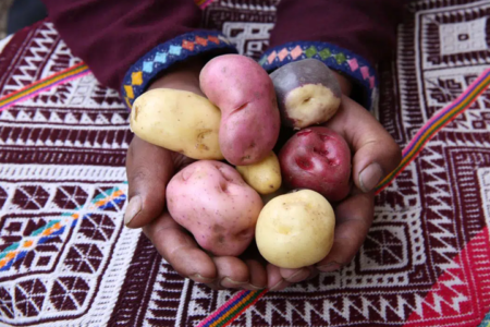 New disease-resistant potato made available