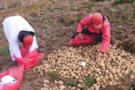 CIP-Matilde Potato Variety to Efficiently Deal with Late Blight Disease