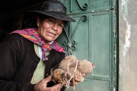 Perfecting the potato, with help from Peru’s farmers