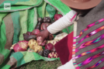 “Potato custodians” are safeguarding this crop’s future
