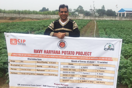 Potato for nutrition, food security, and economic wellbeing in Haryana, India