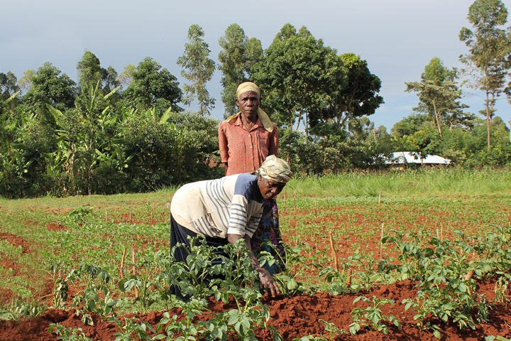 Building sustainable potato enterprises in Cameroon – International ...