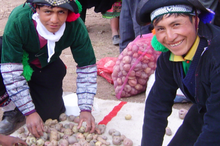 Evaluating iron and zinc bioavailability in biofortified potatoes to reduce malnutrition in the Andes