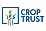 The Crop Trust and CIP Announce New Disease-Proof Potato