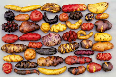 On agrobiodiversity, the Andes can teach the world much about crop conservation