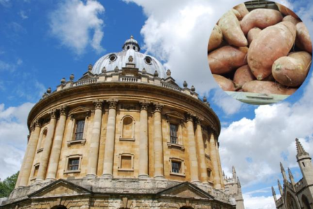 Oxford researchers discover sweetpotato 'ancestor'