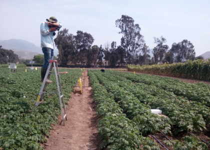 The research team collects thermal and RGB images to assess canopy temperatures in a potato field. (photo: J. Rinza/CIP)