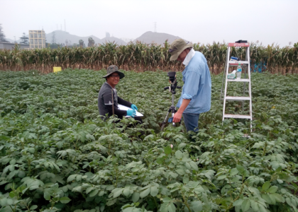 After simulating water stress on potato plants, the researchers measure the canopy temperature. (photo: J. Rinza/CIP) 