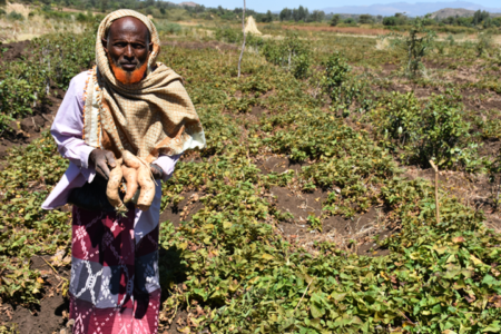 Orange-fleshed sweetpotato is key to positive change in Ethiopia