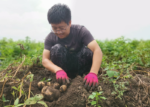 China: Potatoes in rice paddies?