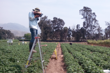Canopy temperature provides novel insights into potato yields and efficient water use 