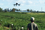 Uso de drones para la selección de camotes tolerantes a la sequía