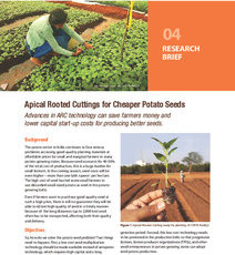 Apical rooted cuttings for cheaper potato seeds. Research Brief 04