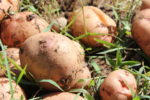 Monica Parker: Why Kenya’s potato sector is letting down smallholders and consumers alike
