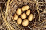 22 women use zero tillage method to grow potatoes