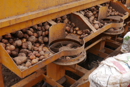 Mechanisation increasing potato production in Nakuru, Kenya