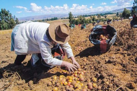 Three New Potato Varieties for the Peruvian Growers