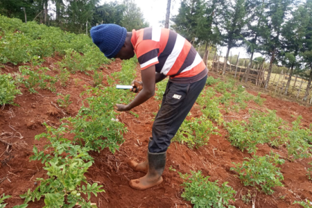 Smartphone app helps farmers control potato and sweetpotato diseases