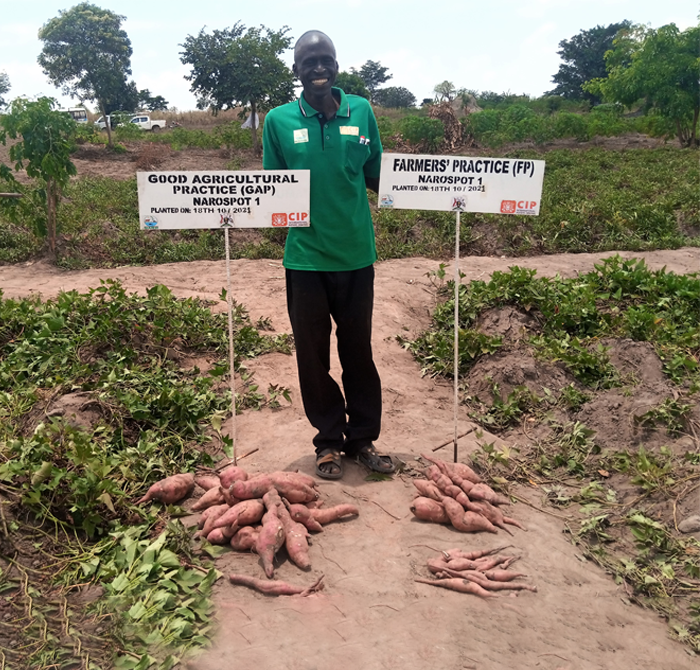 good-agronomic-practices-with-sweetpotato-are-cause-for-celebration-in