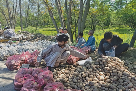 Pakistan's potato exports jump 10pc
