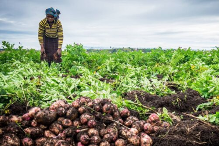 How the humble potato is already helping to end world hunger