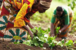 The $25 million initiative was launched for food security in Central Africa