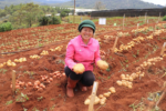 Public-private potato breeding partnership for smallholder farmers enters second phase