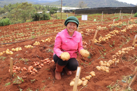 Public-private potato breeding partnership to develop climate-resilient potatoes