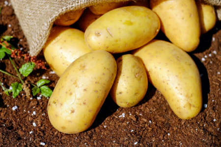 FAO: Doubling global potato production in 10 years is possible