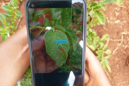 Smartphone app helps farmers control potato diseases