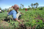 East Africa event to focus on immediate actions for agricultural productivity growth
