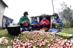 Día de la Papa: 580 variedades son de Ecuador