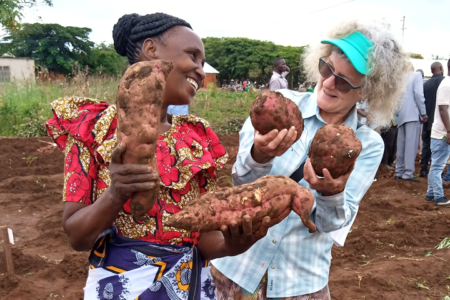 Change agents and better seeds lead to sweetpotato success in Tanzania